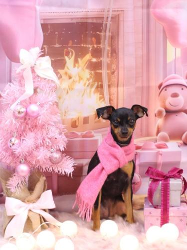 20241204神桜ちゃん